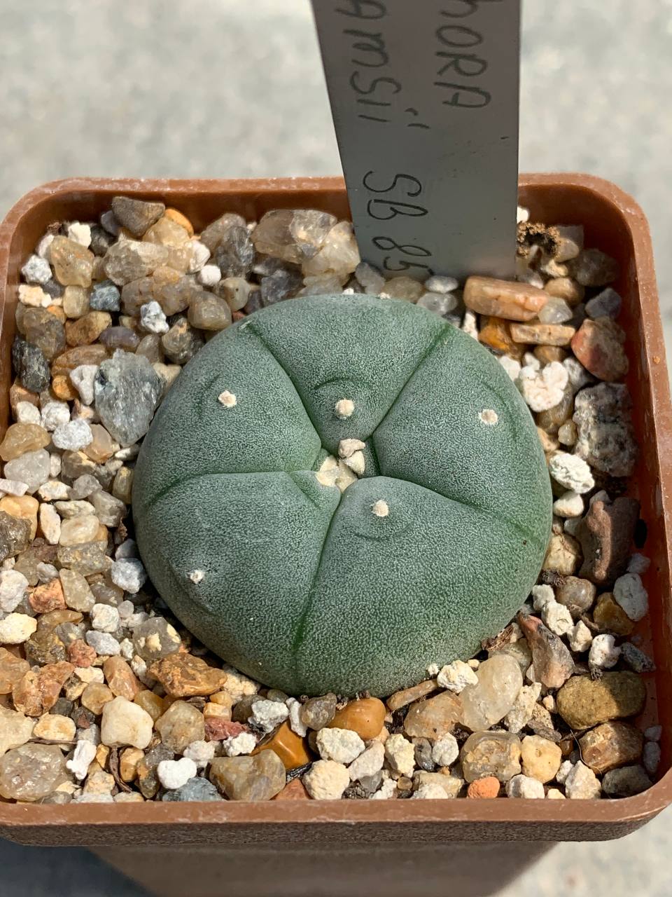 Lophophora williamsii SB 854 (Starr, Co)