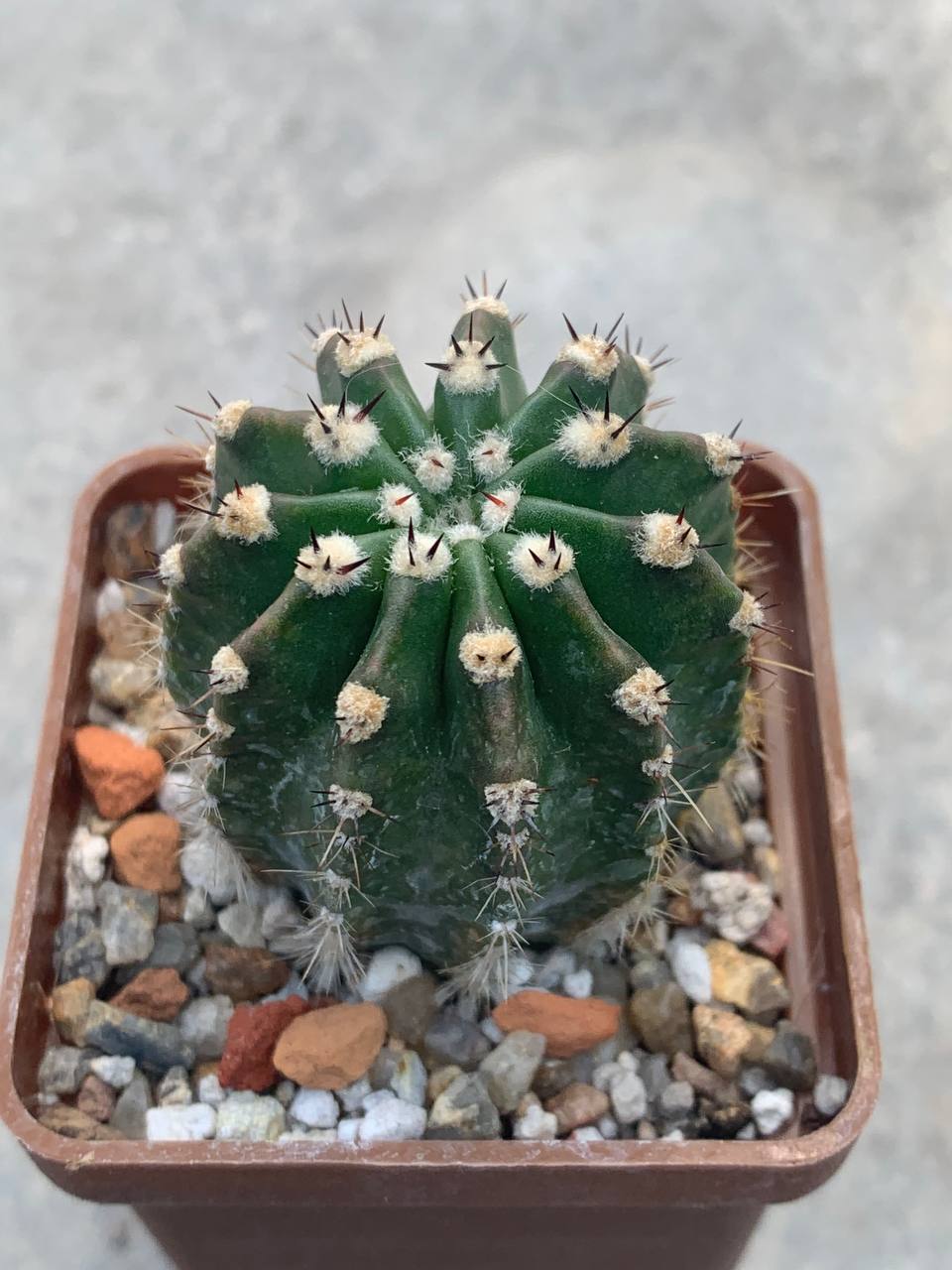 Echinopsis cv ‘Sofia’