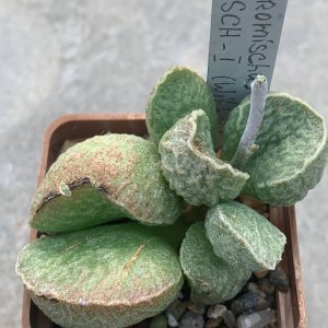Adromischus marianiae multihybrid ASCH -I