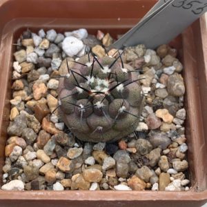 Copiapoa cinerea