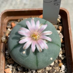 Lophophora williamsii var texana (Rio Grande)