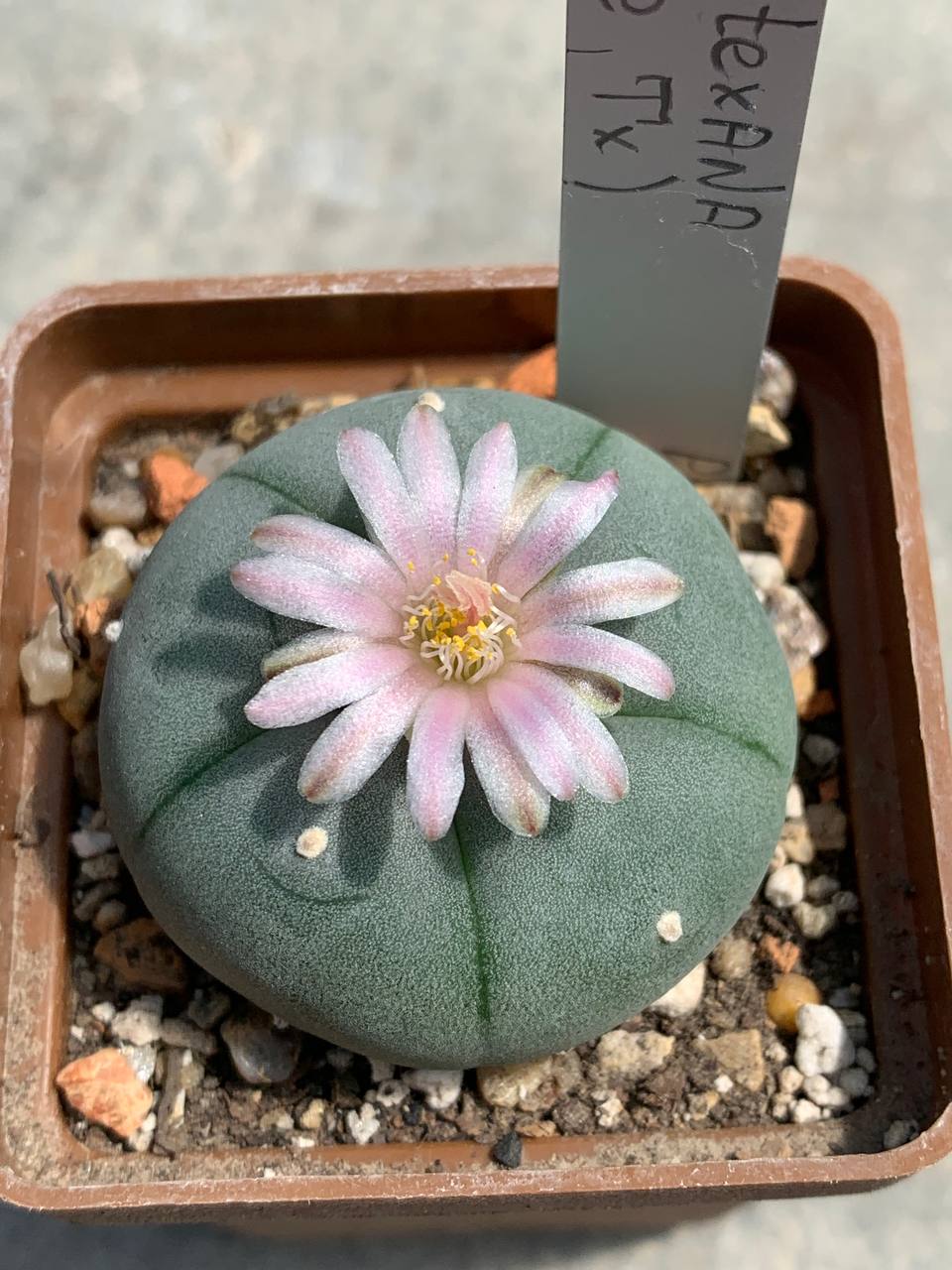 Lophophora williamsii var texana (Rio Grande)