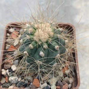 Copiapoa krainziana