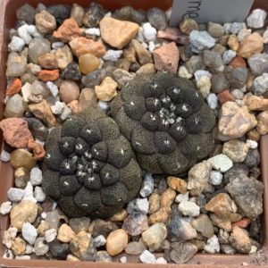 Copiapoa hypogaea (Flamenko, Chile)