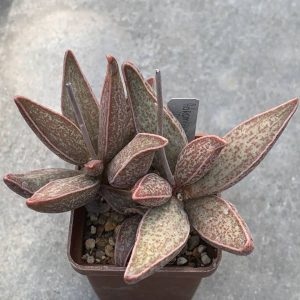 Adromischus marianiae (Richtersveld)