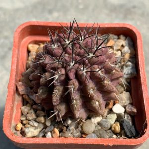 Pyrrhocactus echinus
