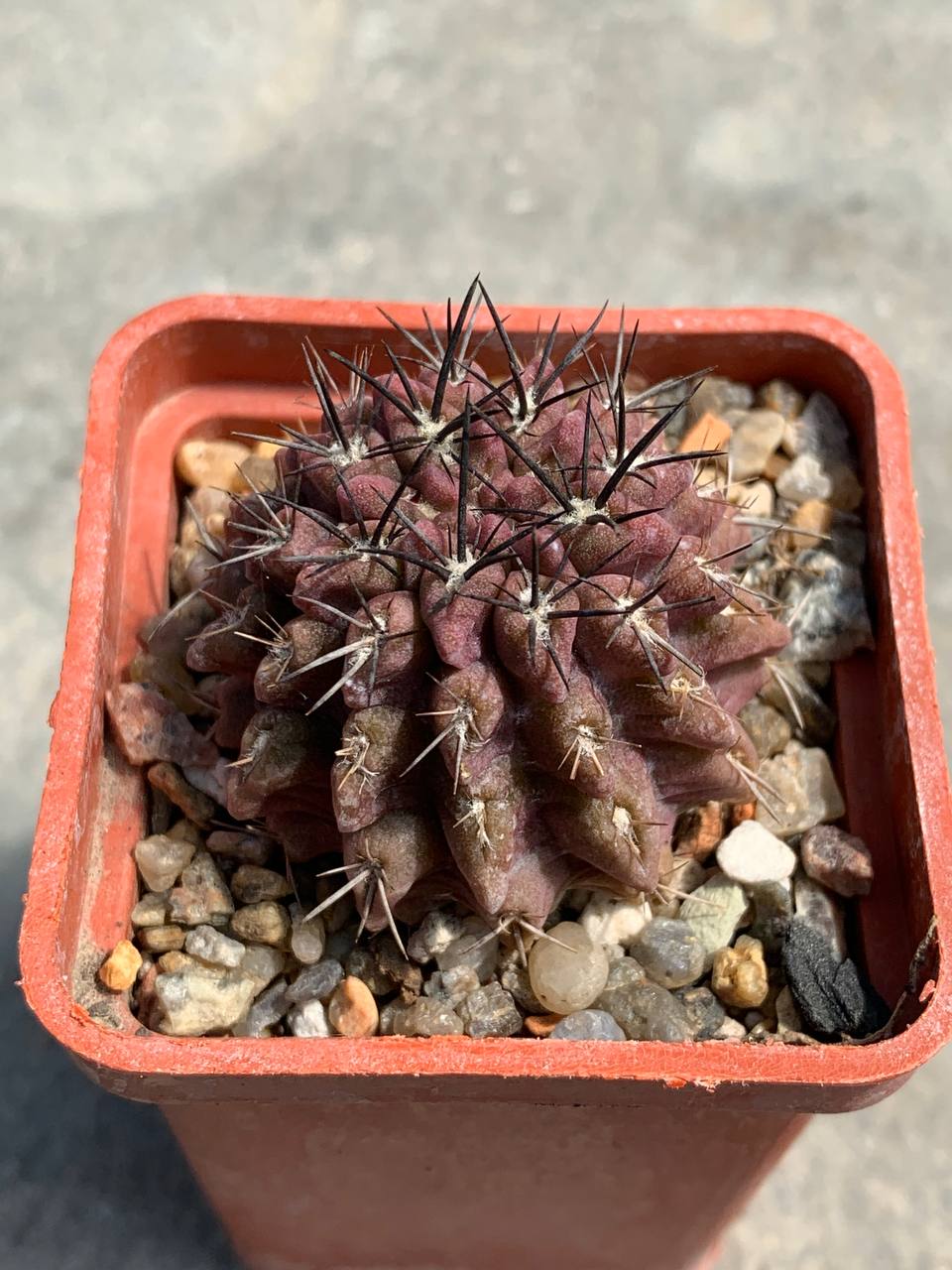Pyrrhocactus echinus