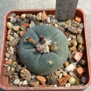 Lophophora williamsii var texana (Rio Grande)