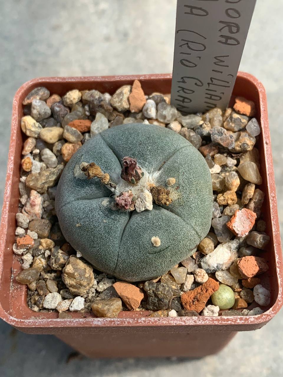 Lophophora williamsii var texana (Rio Grande)