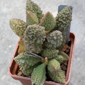Adromischus marianiae ‘herrei’ (Willowmore) x