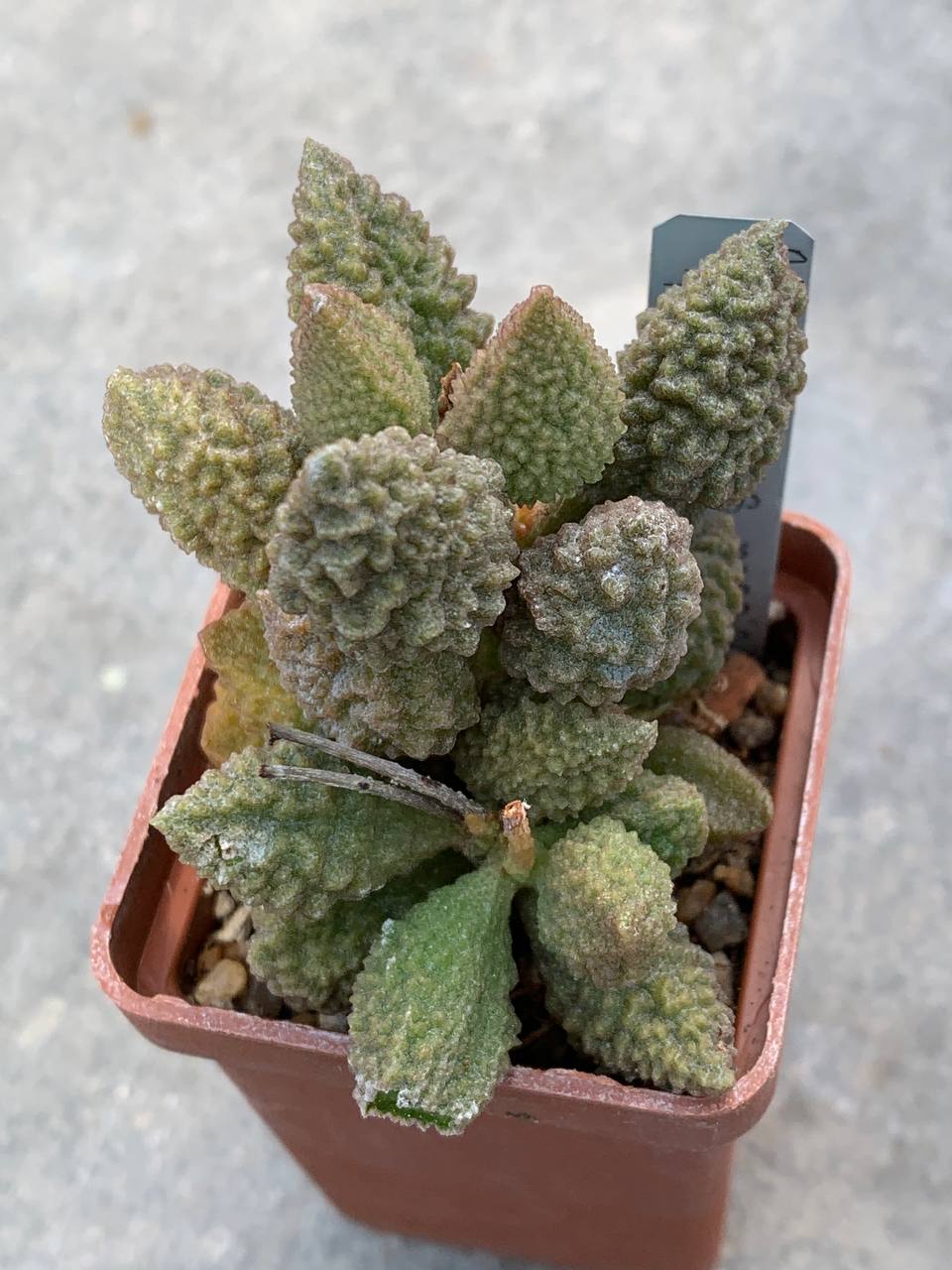 Adromischus marianiae ‘herrei’ (Willowmore) x