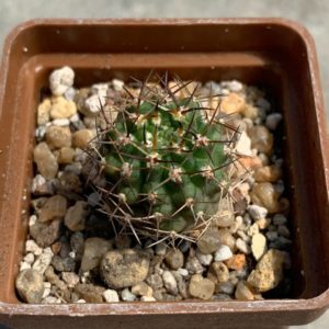 Pyrrhocactus armatus WM 333