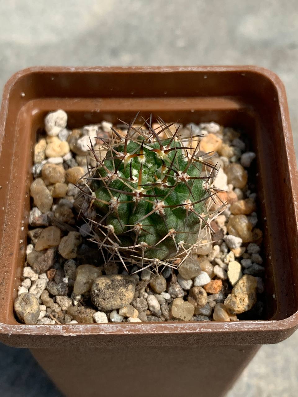 Pyrrhocactus armatus WM 333