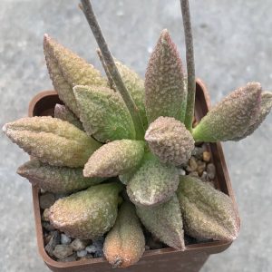 Adromischus hybr Belgium