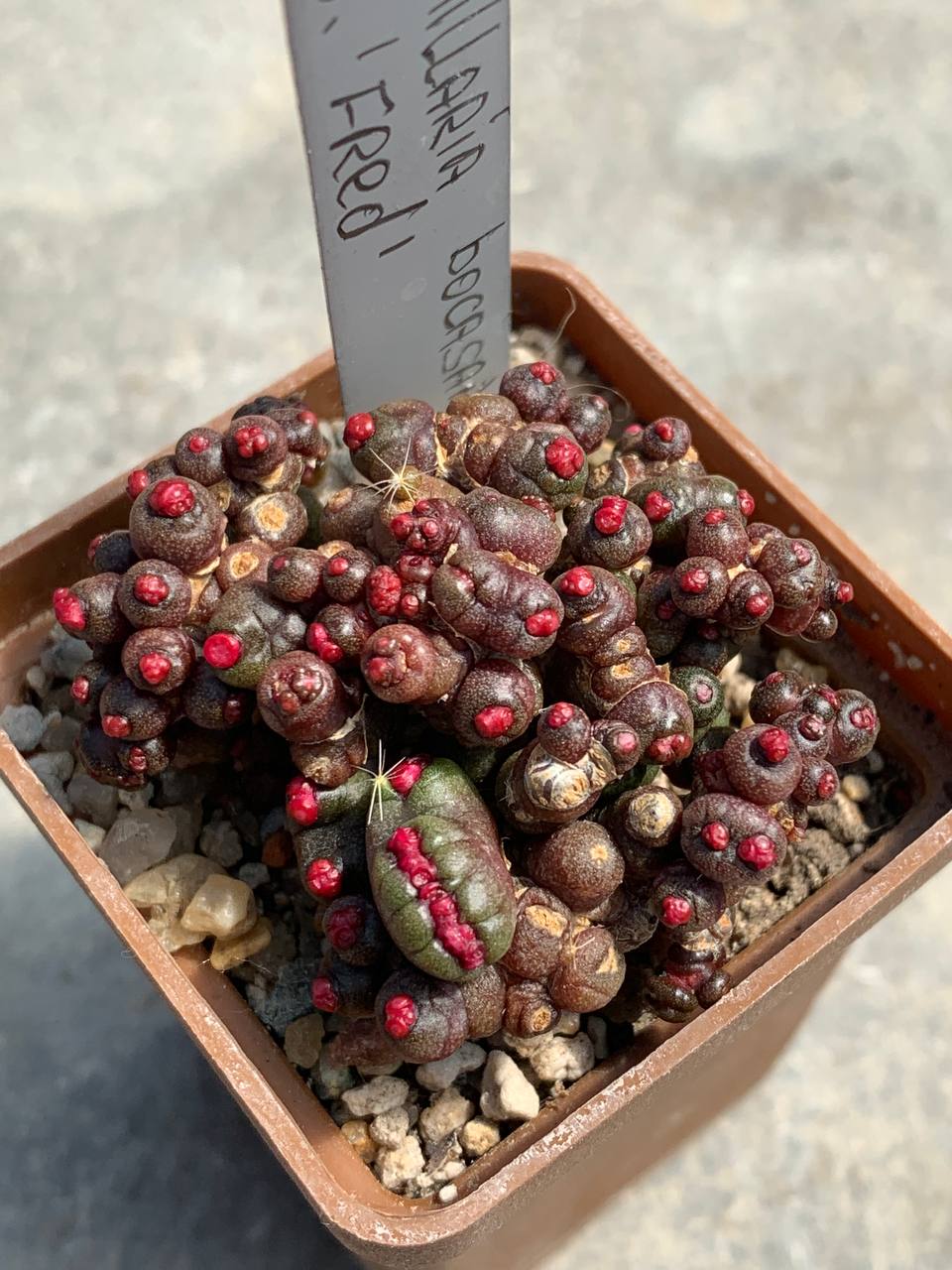 Mammillaria bocasana cv. ‘Fred’