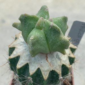 Astrophytum myriostigma *Kikko* Pavlica