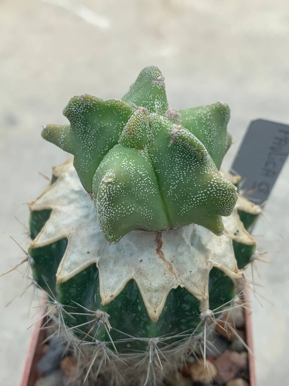 Astrophytum myriostigma *Kikko* Pavlica