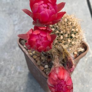 Lobivia schieleana