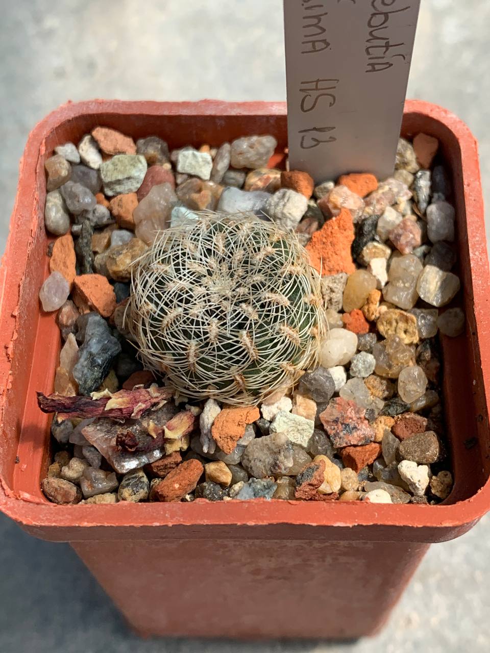 Sulcorebutia albissima HS 13