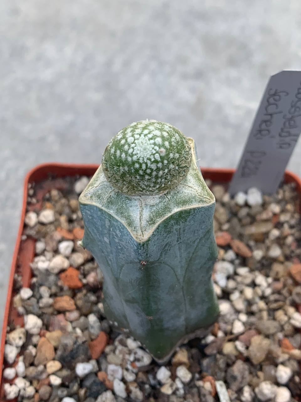 Blossfeldia fechseri P 224