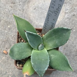 Agave parryi var patonii ‘B 16425’