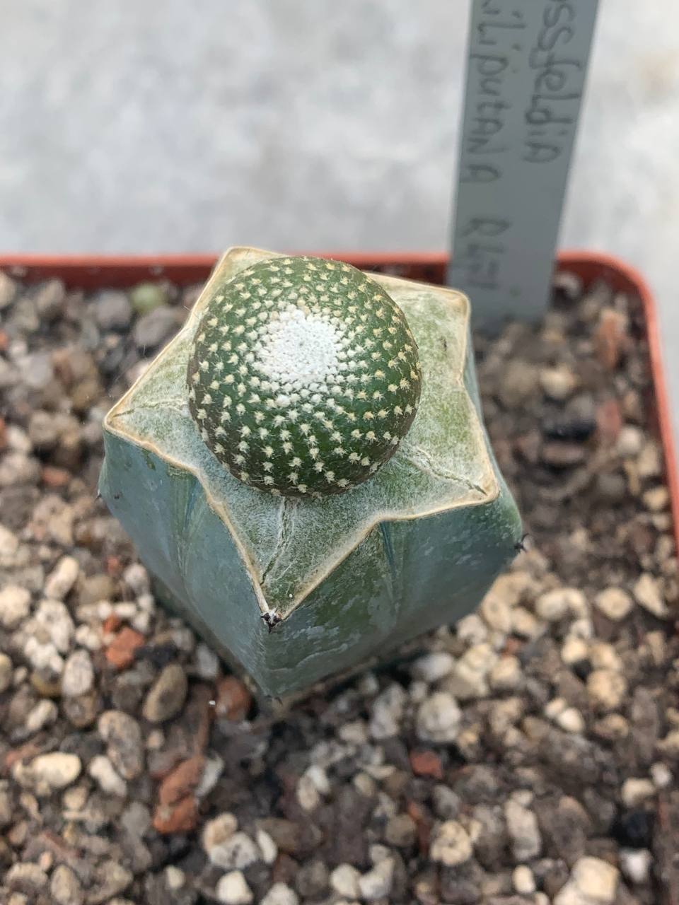 Blossfeldia liliputana