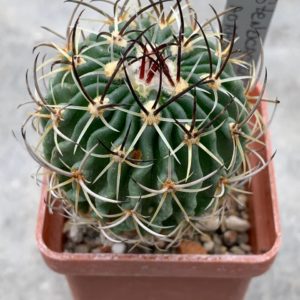 Stenocactus aoracanthus