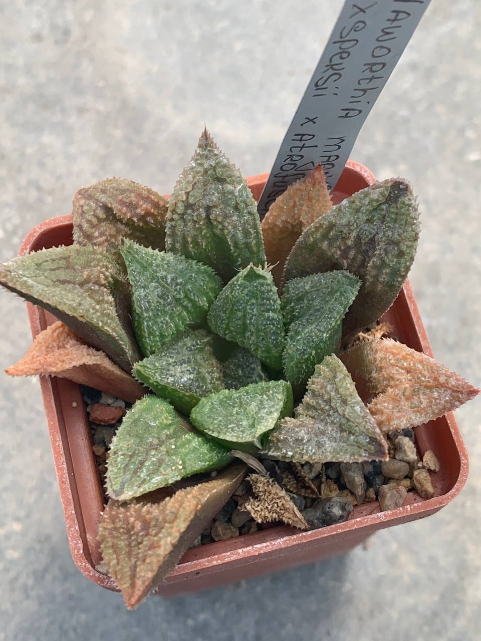 Haworthia magnifica v. splendens x speksii x atrofusca