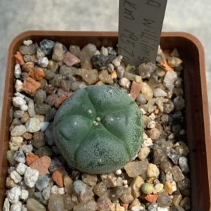Lophophora williamsii ( Mex 54 km 195 Zakatecas)