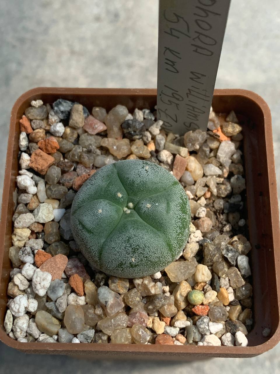 Lophophora williamsii ( Mex 54 km 195 Zakatecas)