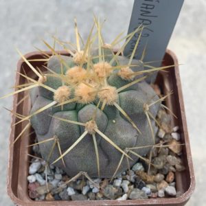 Copiapoa haseltoniana