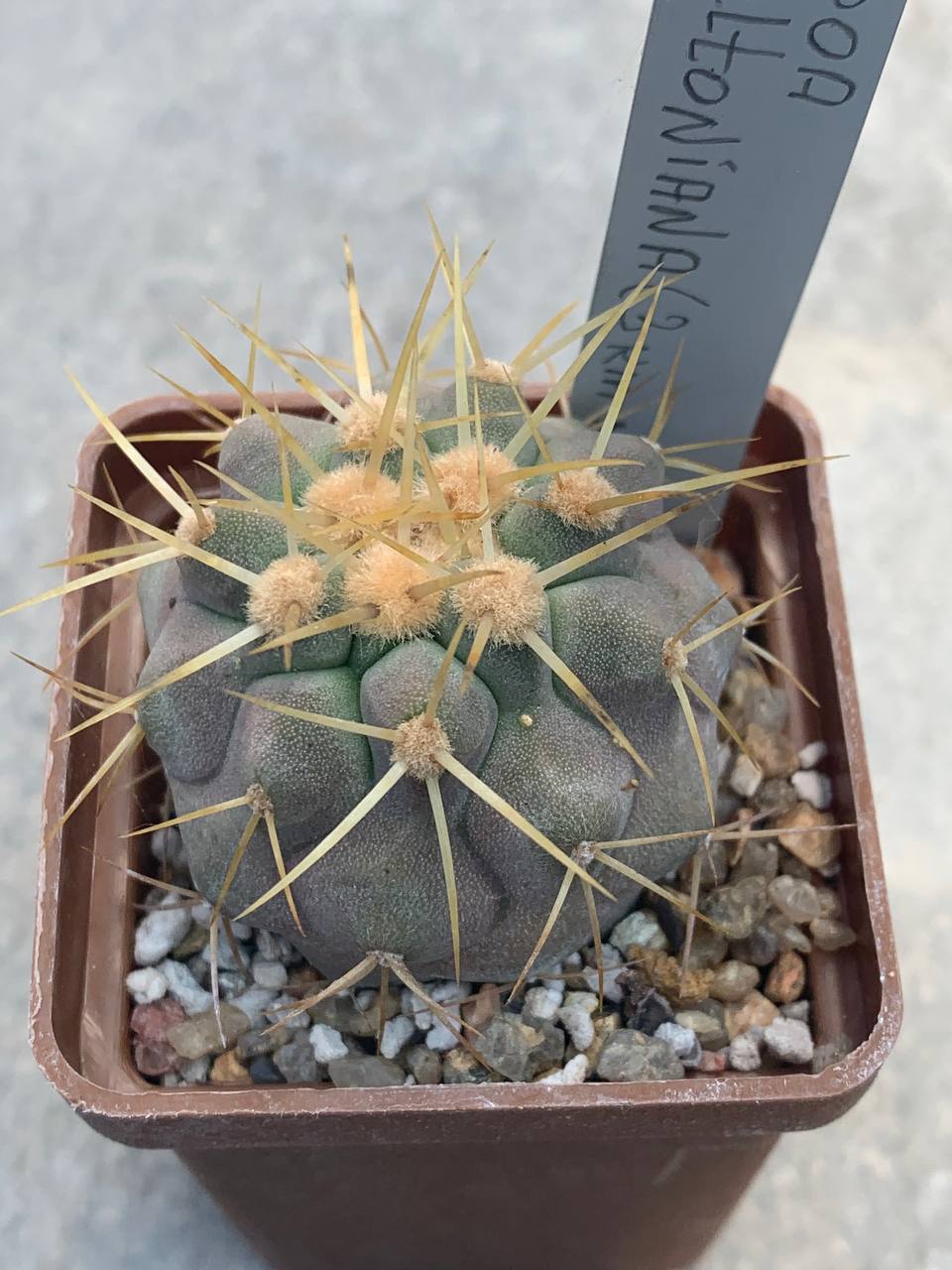 Copiapoa haseltoniana