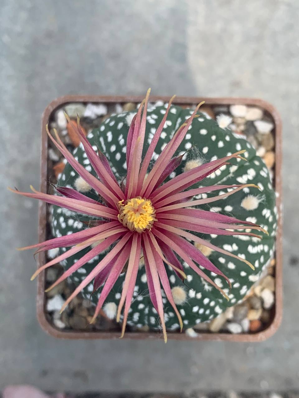 Astrophytum asterias ‘ooibo’ x asterias ‘shiowa’ (Loran) Rose flower