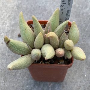 Adromischus hybr Belgium #6