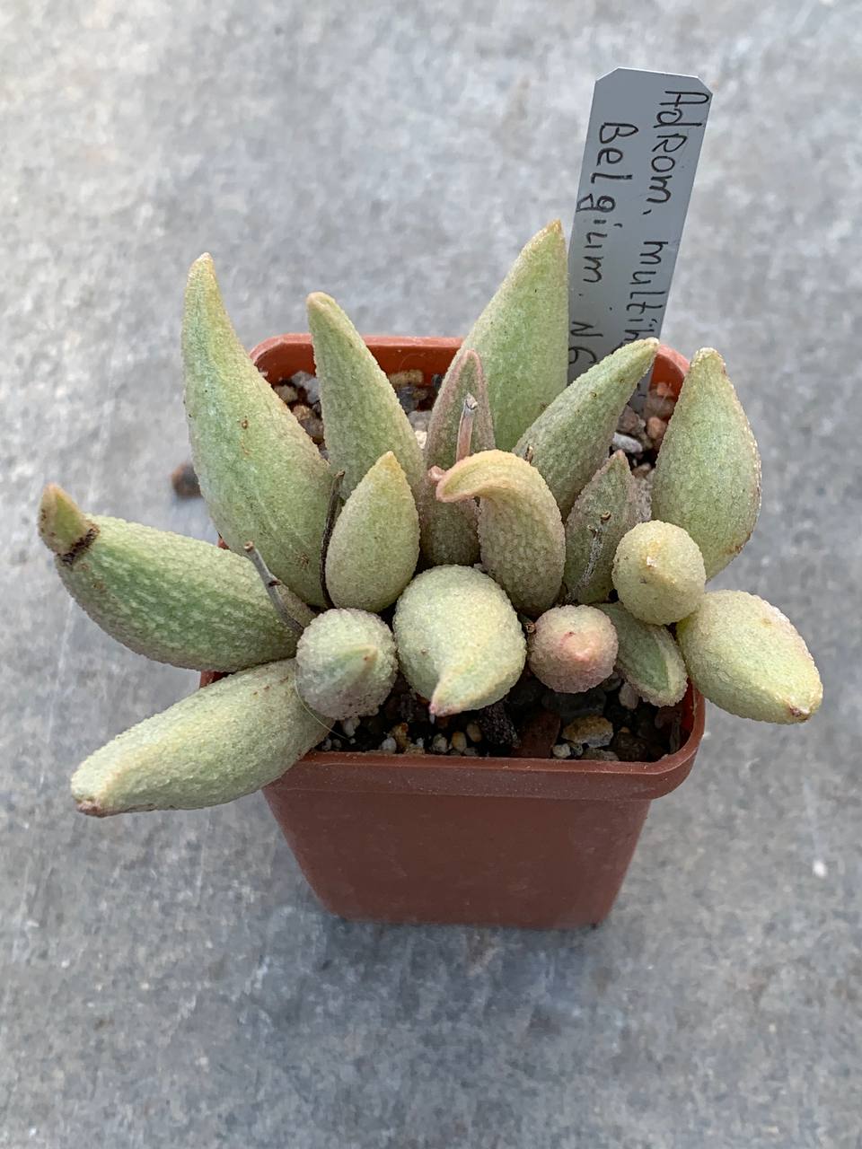 Adromischus hybr Belgium #6
