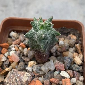 Astrophytum myriostigma *Kikko*
