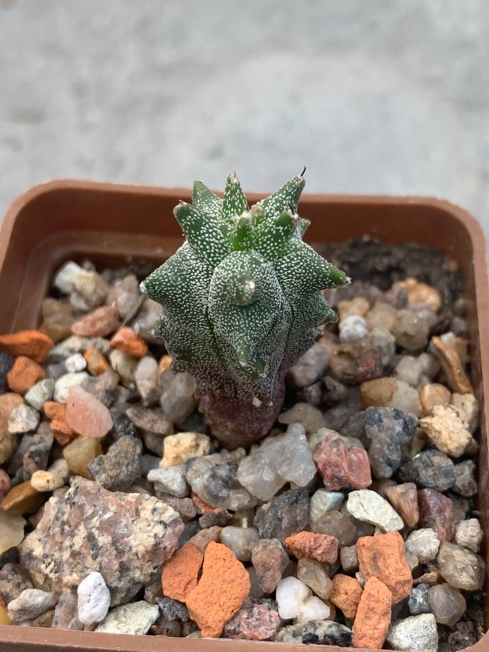 Astrophytum myriostigma *Kikko*