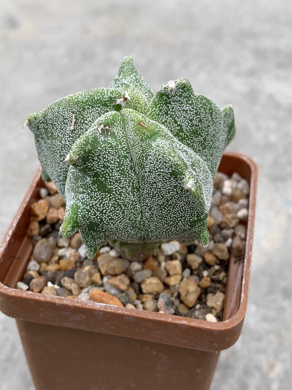 Astrophytum myriostigma ‘Kikko’
