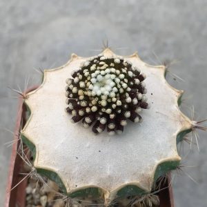 Mammillaria luethii
