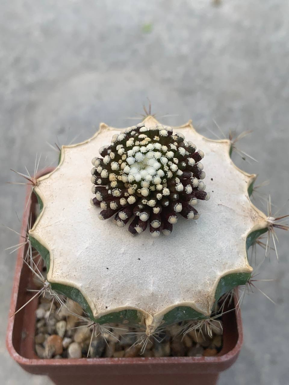 Mammillaria luethii