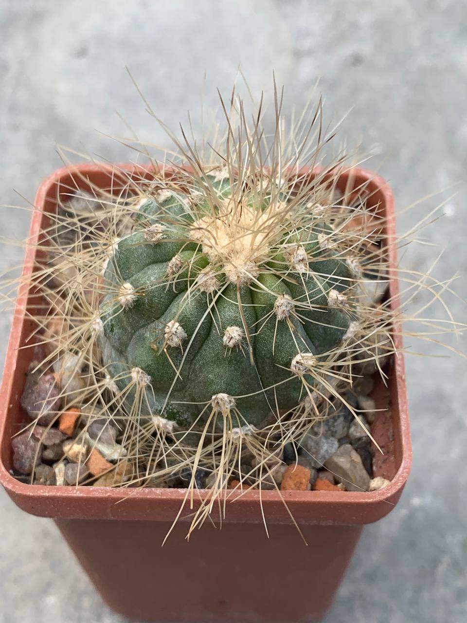 Copiapoa krainziana