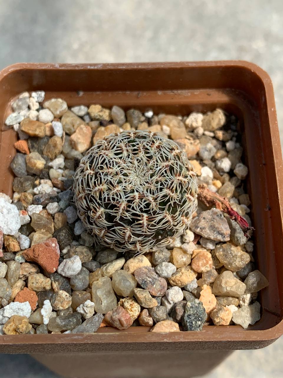 Sulcorebutia purpurea EK 5101