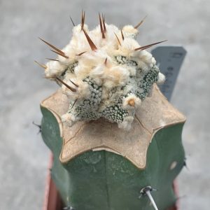 Astrophytum ornatum ‘Hannya’ CL6H