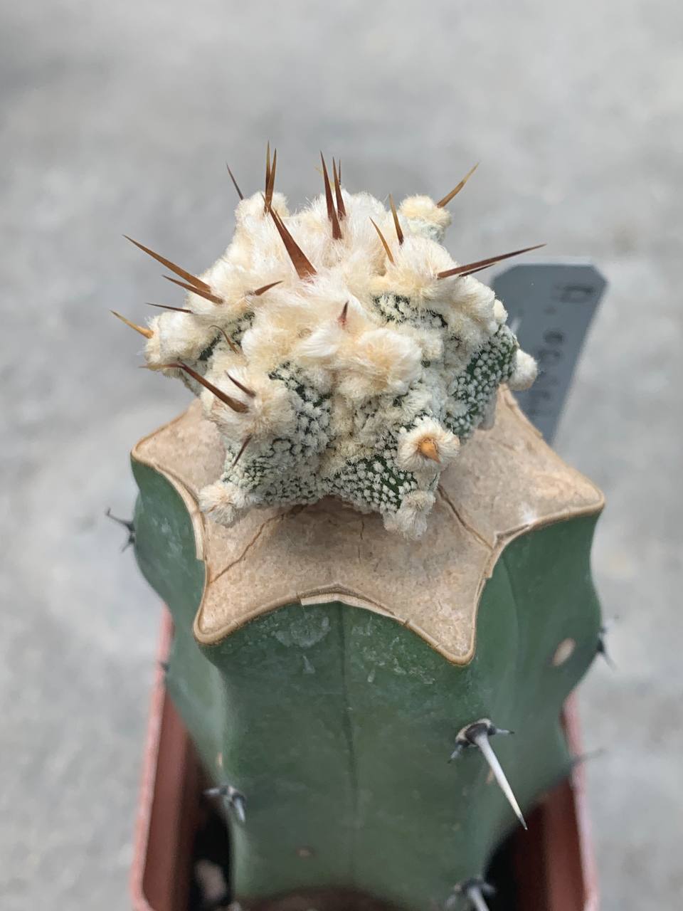 Astrophytum ornatum ‘Hannya’ CL6H