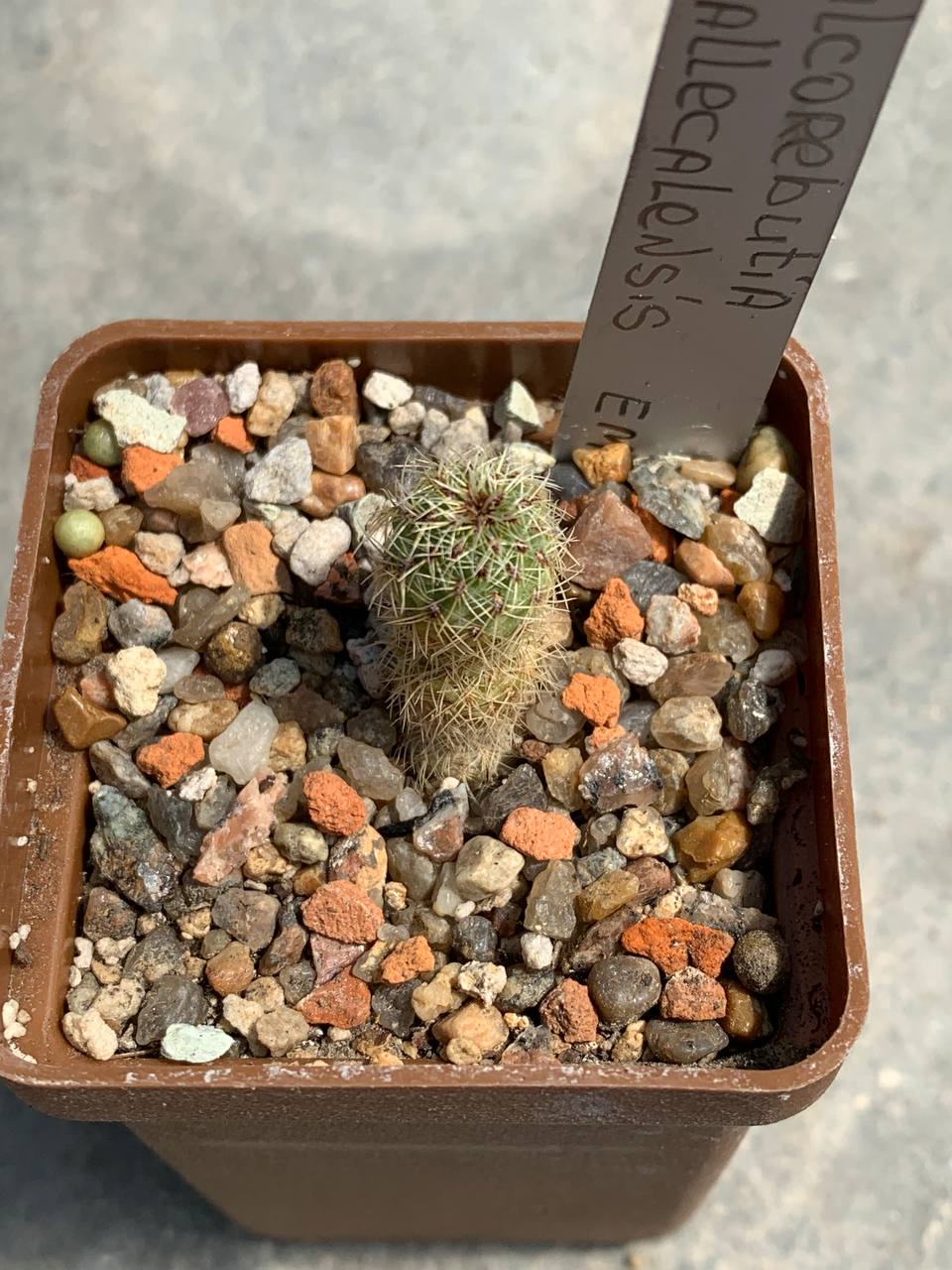 Sulcorebutia callecalensis EM 351/1