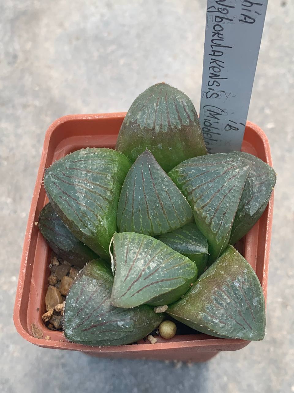 Haworthia springbokulakensis (Middelpas)