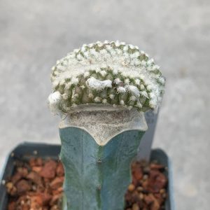 Copiapoa laui fa cristata