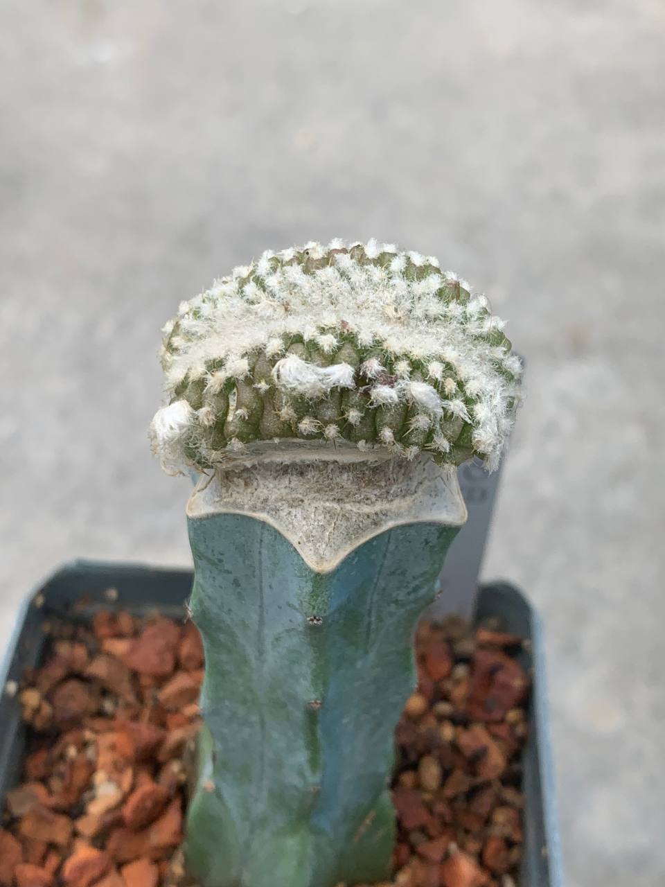 Copiapoa laui fa cristata