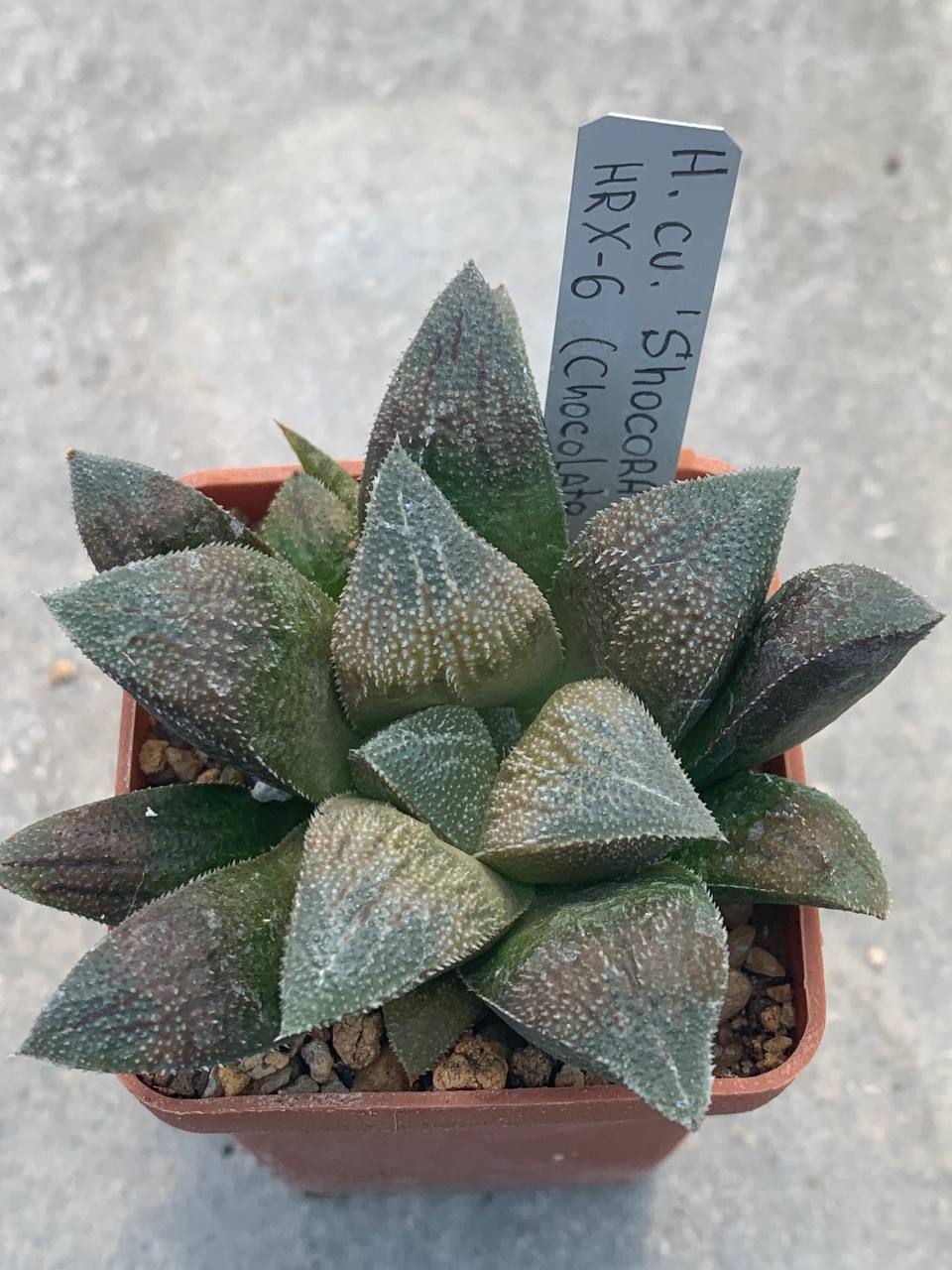 Haworthia cv ‘Shocora’ HRX 6 (Chocolate x kegani)