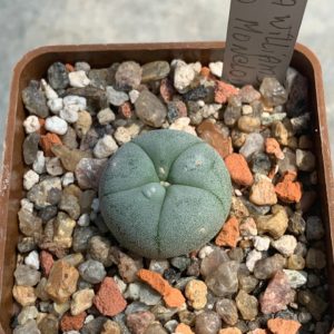 Lophophora williamsii (Saltillo Monclova)